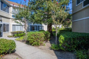 Courtyard pathway through greenery
