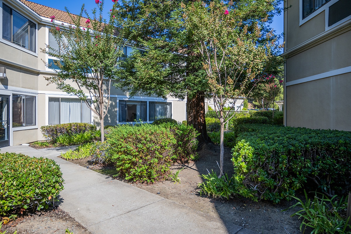 Courtyard pathway through greenery